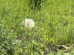 03. 마시멜로 비스킷 카나페