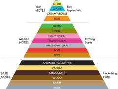 향수의 기초_2.노트(Note)