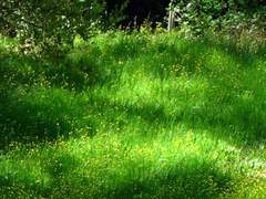 나미카와 에이루