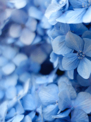 이누야샤X유가영