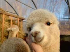 소태골 이 진사 과거시험 합격후기