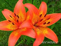 좋은 사람 있으면 소개 시켜줘 上