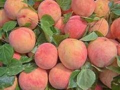 복숭아 누르지 마세요 5