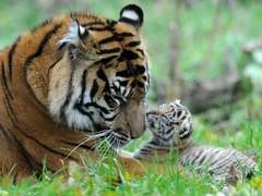 질척이는 호랑이와 앙칼진 토끼 썰 20