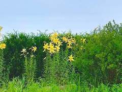 쏟아지는 햇살처럼