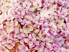 루루 라네즈 [LuLu Laneige]