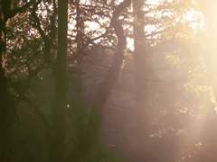 [커미션] [리히블루] 햇빛 없는 숲