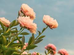 [국민] 담장 너머의 정원 9