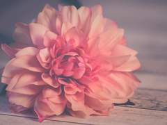 [슈짐] 붉은 달리아 (Red Dahlia)