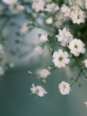 루냥 페그오 드림