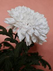 [하이큐드림/마츠카와]마츠카와 잇세이는