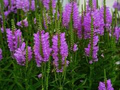 꽃범의 꼬리_안내