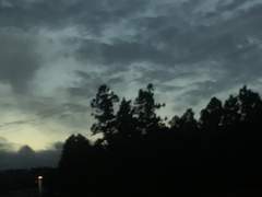 Carol R. Ricostte 캐롤 라파엘라 리코스테