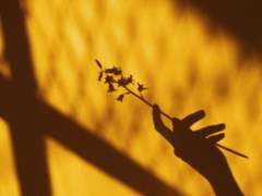 SOMEBODY’S GONNA LOVE YOU