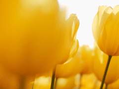 명탐정코난｜세천 타로