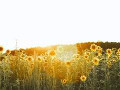 A wakeful summer night