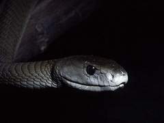 [공수커] 사화령_열일곱_XX