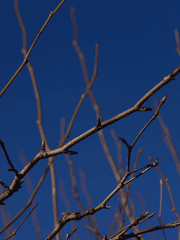 잿가루와 눈, 그리고 담배연기