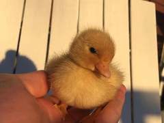 [히나른] 따돌림