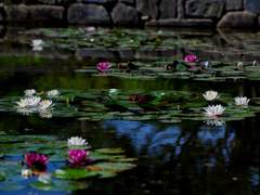 무지는 수면 아래 잠들고