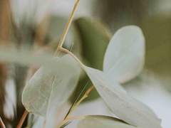 아델 리디아 / 여 / 평민 / 아투니우스 +1차 수정