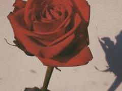 꽃의 개화는 어느계절이든 피어있다.