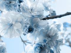 [조조조홍/쬬렴] Winter Flower 00