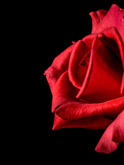 낙월 : 샬럿 메이어