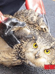 그러게 왜 아무거나 줍고 그래요