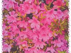 신새봄 25세 여자(XX)