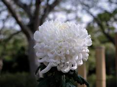 [아드마리]그가 죽었다