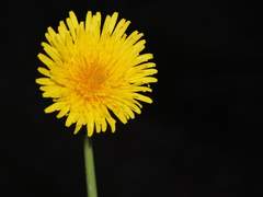 흑빛이 둘러싼 연노랑