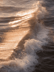 흰수염 해적단과 앨리