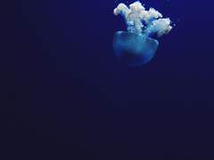 ein ewiges Versprechen