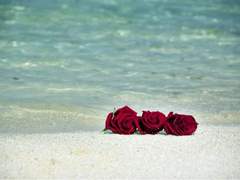 비늘의 색깔은 장미