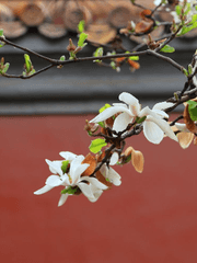 湛婴錄 / 잠영록