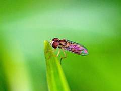 하루살이/이도은