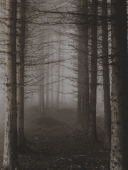 소라고둥 이야기