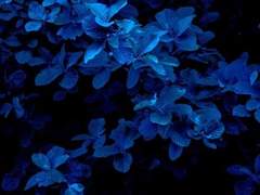 [시목효서] 푸른 나비