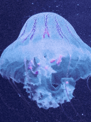 *디어파라다이스