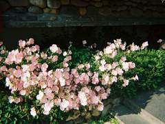 나의 여름 방학(1/3)