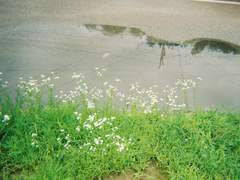 나의 여름 방학(2/3)