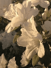 영원히 반짝이는 것들