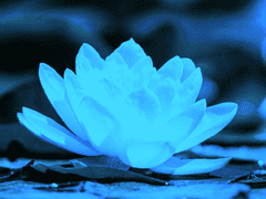 江副 蓮飛花_ 3年 7組