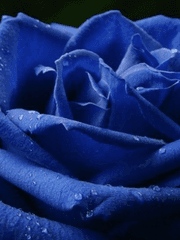 [산하령] 푸른장미