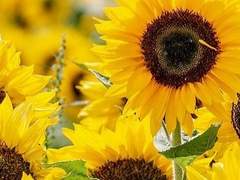 맬리사 브라운/XX/후플푸프