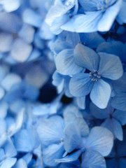 바니타스의수기