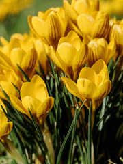 환상 위에 피어난 장미