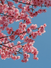 風淸月朗(풍청월랑)