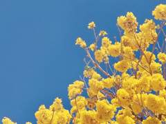 꽃집의 작은 오리에게,